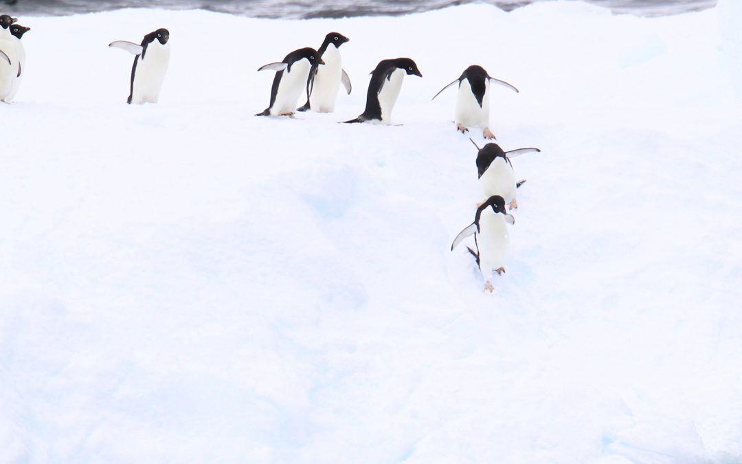 Pinguine in der Antarktis