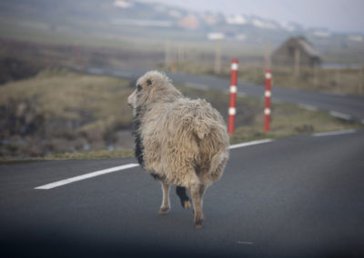 Schafe sind auf den Färöer Inseln keine Seltenheit