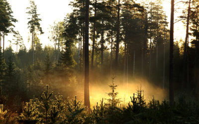 Europas Urwälder: Unberührtes Lappland