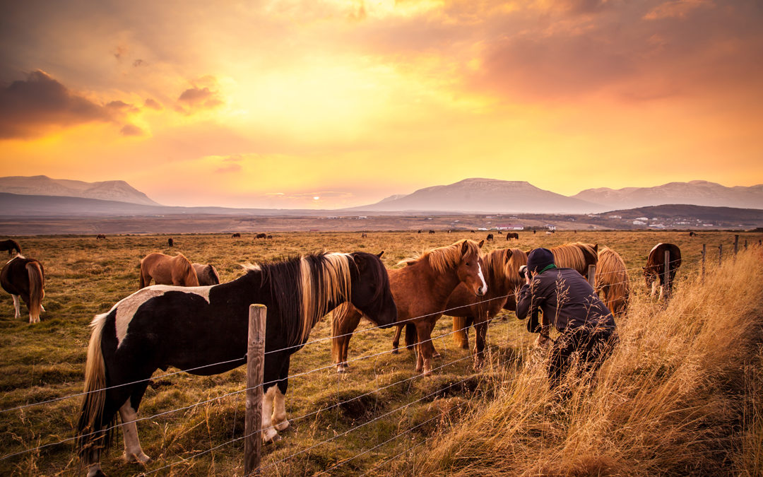 Island Pferde
