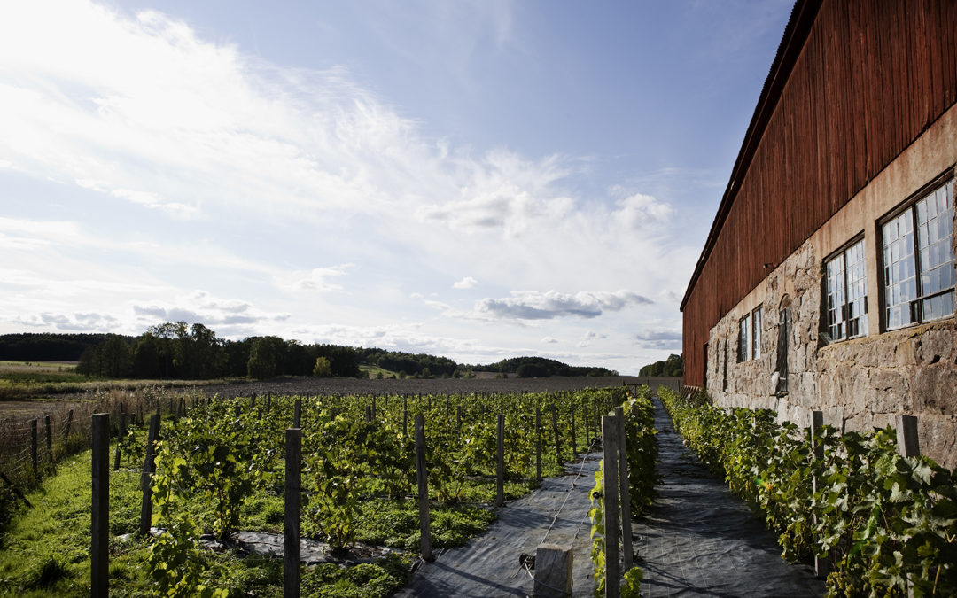 Weingut in Schweden