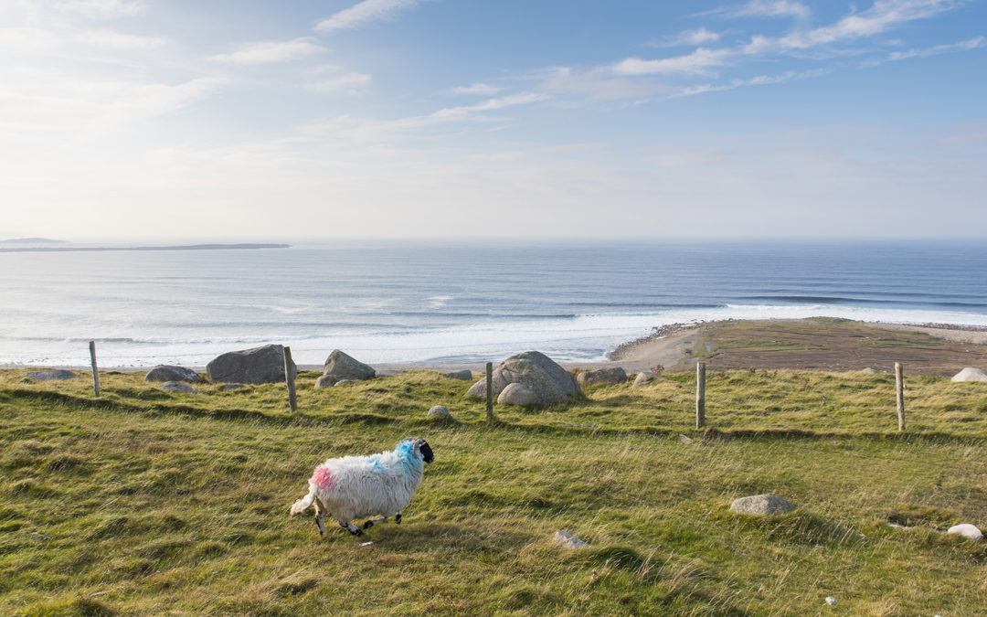 Schaf an Donegals Küste