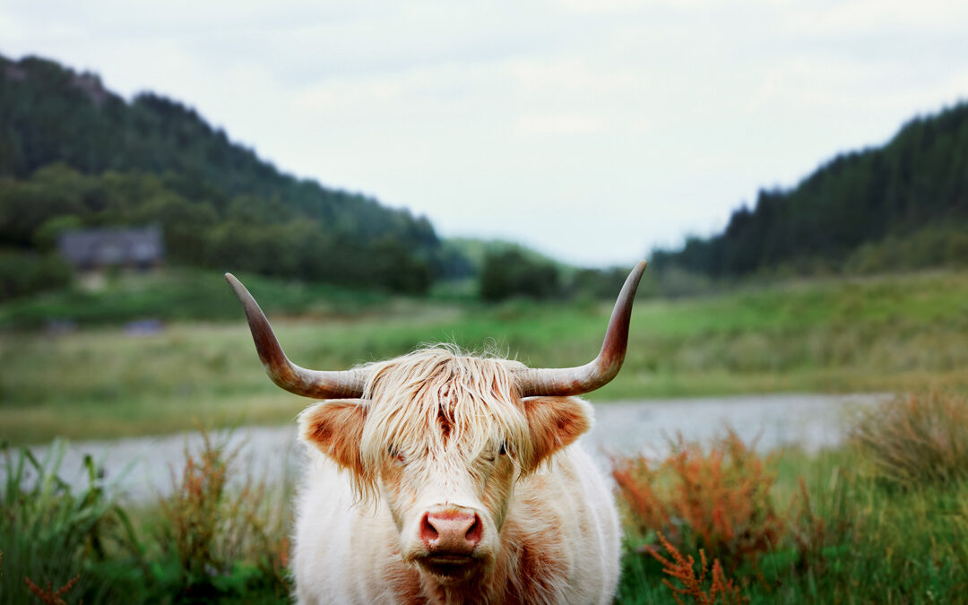 Highland Cow in Schottland
